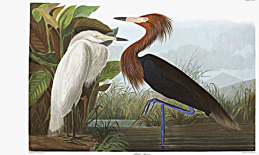 Plate 256 Purple Heron Reddish Egret by History In Your Home