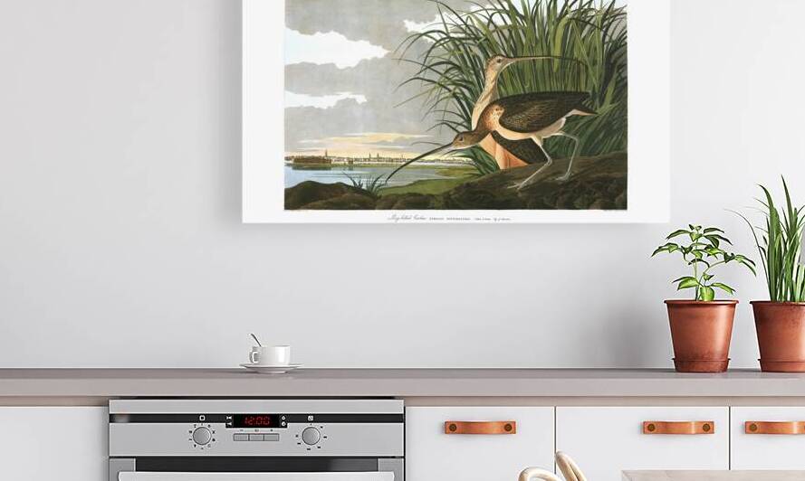 Plate 231 Long Billed Curlew by History In Your Home
