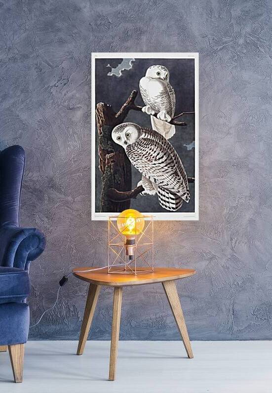 Plate 121 Snowy Owl by History In Your Home