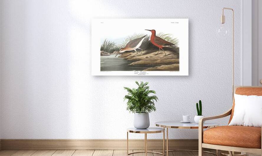 Plate 263 Pigmy Curlew Curlew Sandpiper by History In Your Home