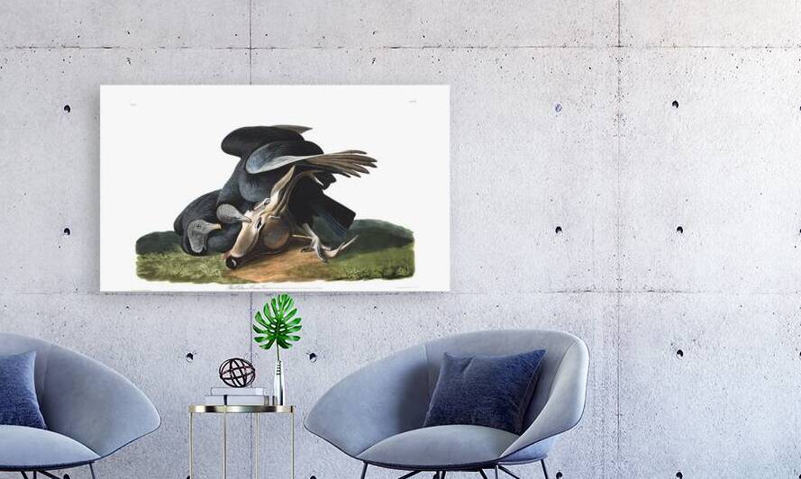 Plate 106 Black Vulture Carrion Crow by History In Your Home