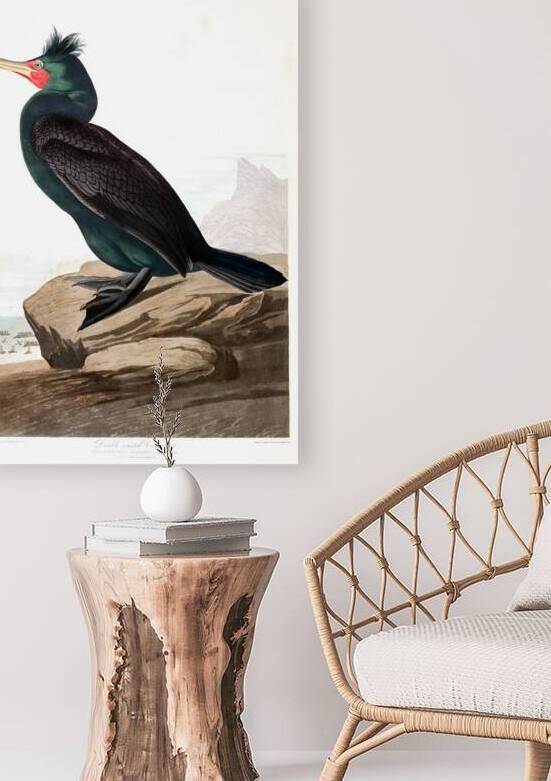 Plate 257 Double Crested Cormorant by History In Your Home