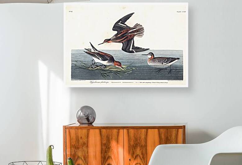 Plate 215 Red Necked Phalarope by History In Your Home