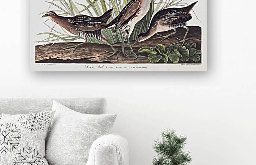 Plate 233 Sora by History In Your Home