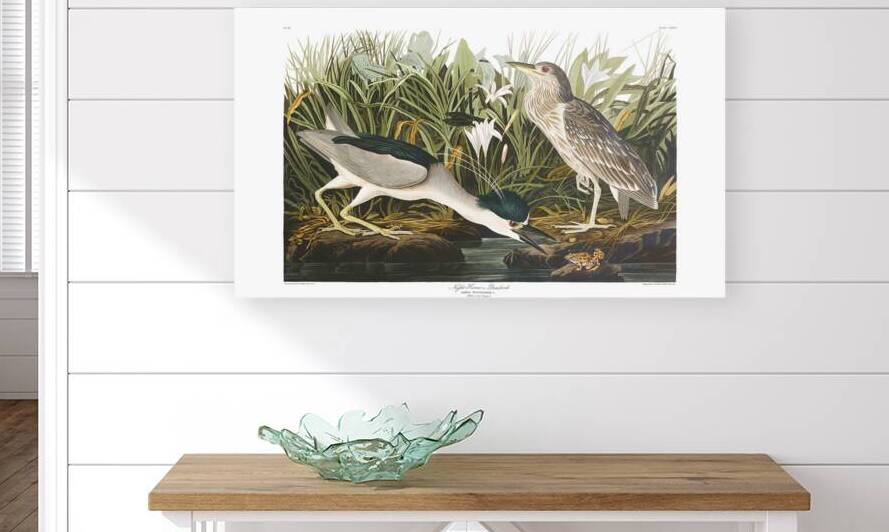 Plate 236 Black Crowned Night Heron by History In Your Home