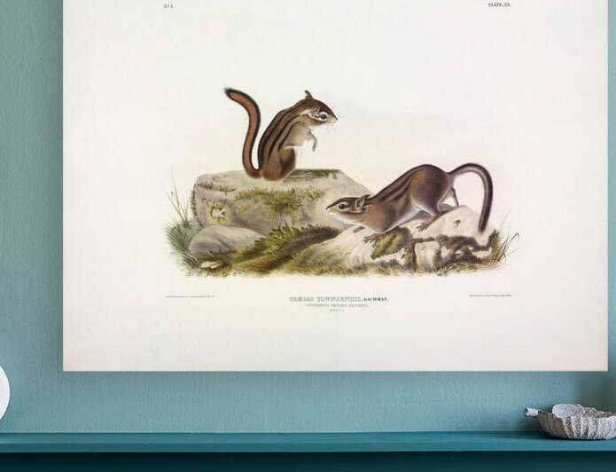 Townsend s Ground Squirrel Reproduction
