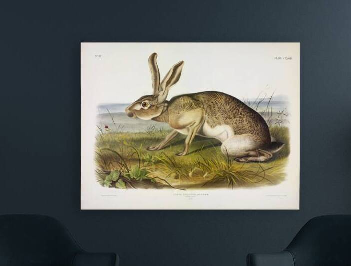 Texian Hare by History In Your Home
