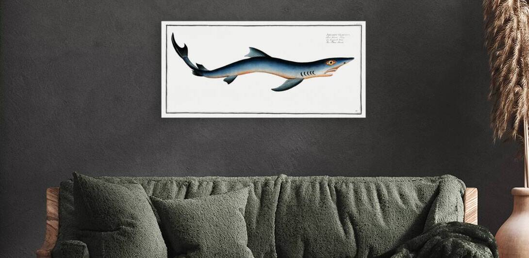 Blue Shark by History In Your Home
