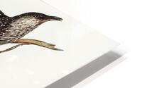 Little Wattlebird HD Metal print