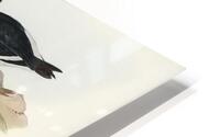 Pied Oystercatcher HD Metal print