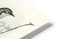Striped Honeyeater HD Metal print
