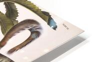 Carolina Grey Squirrel HD Metal print