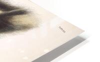 Common American Skunk HD Metal print
