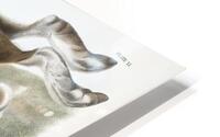 Northern Hare HD Metal print