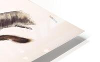 Douglass s Squirrel HD Metal print