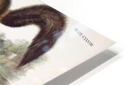 Pine Marten HD Metal print