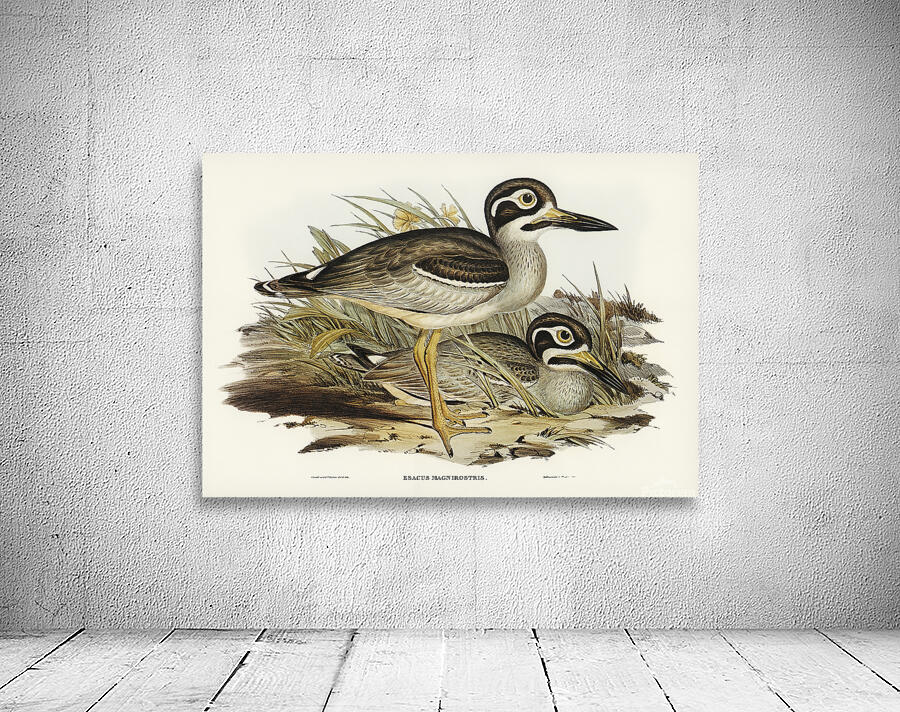 Beach Stone Curlew Wall Preview