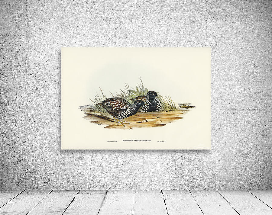 Black Breasted Buttonquail Wall Preview