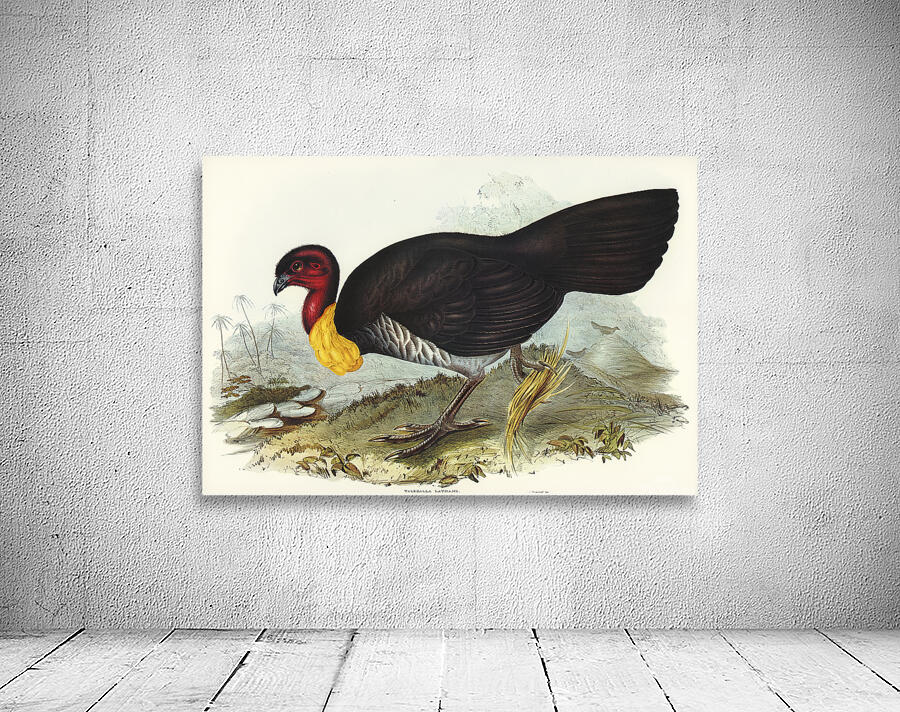 Australian Brushturkey Wall Preview
