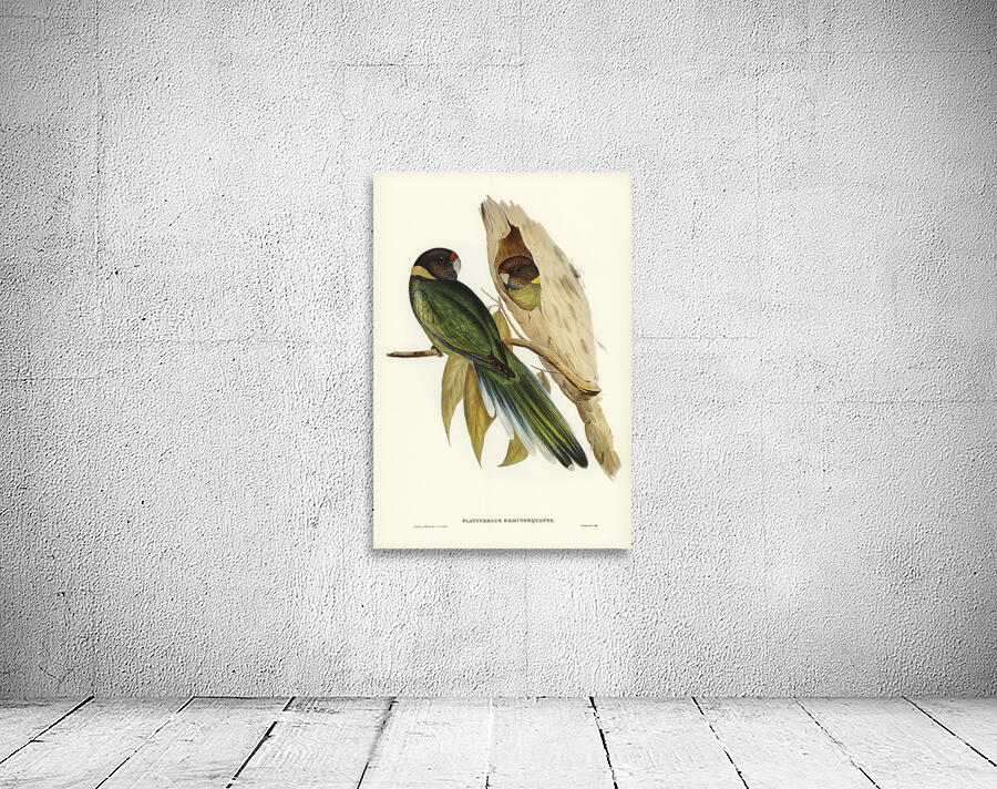 Australian Ringneck Wall Preview