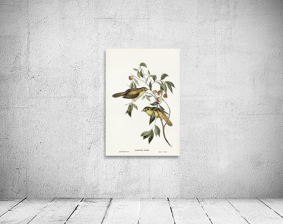 Bell Miner Bellbird Wall Preview