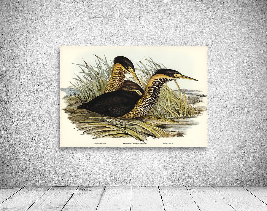 Black Bittern Wall Preview