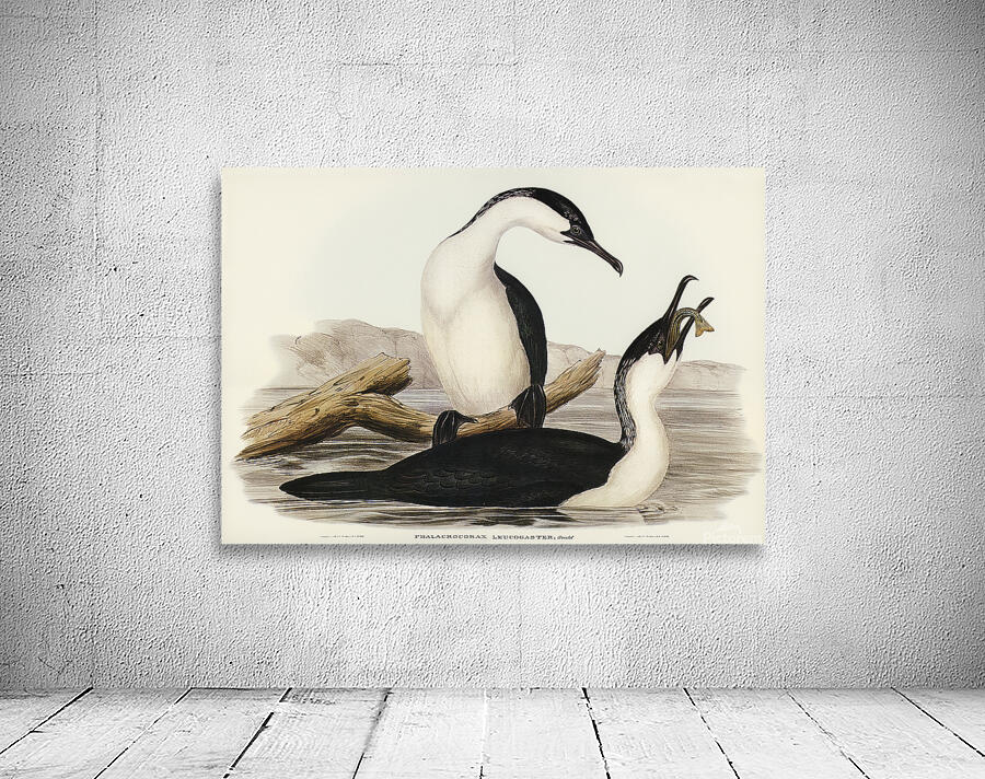 Black Faced Cormorant Wall Preview