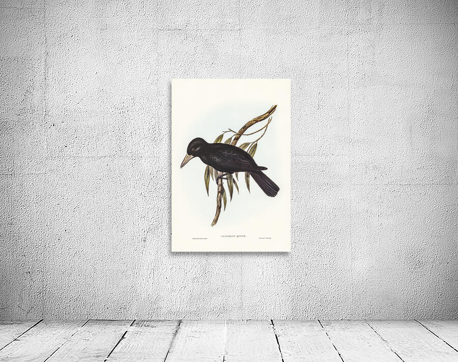 Black butcherbird Wall Preview