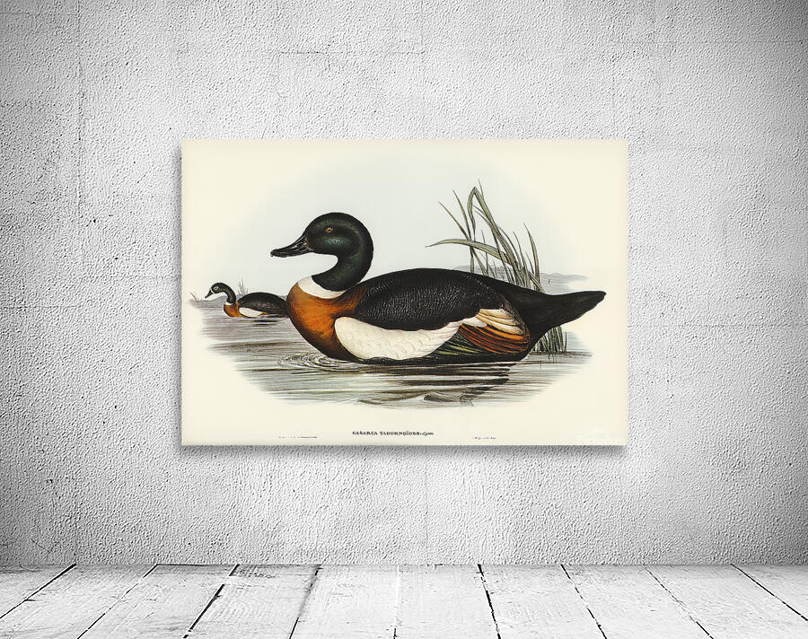 Australian Shelduck Wall Preview