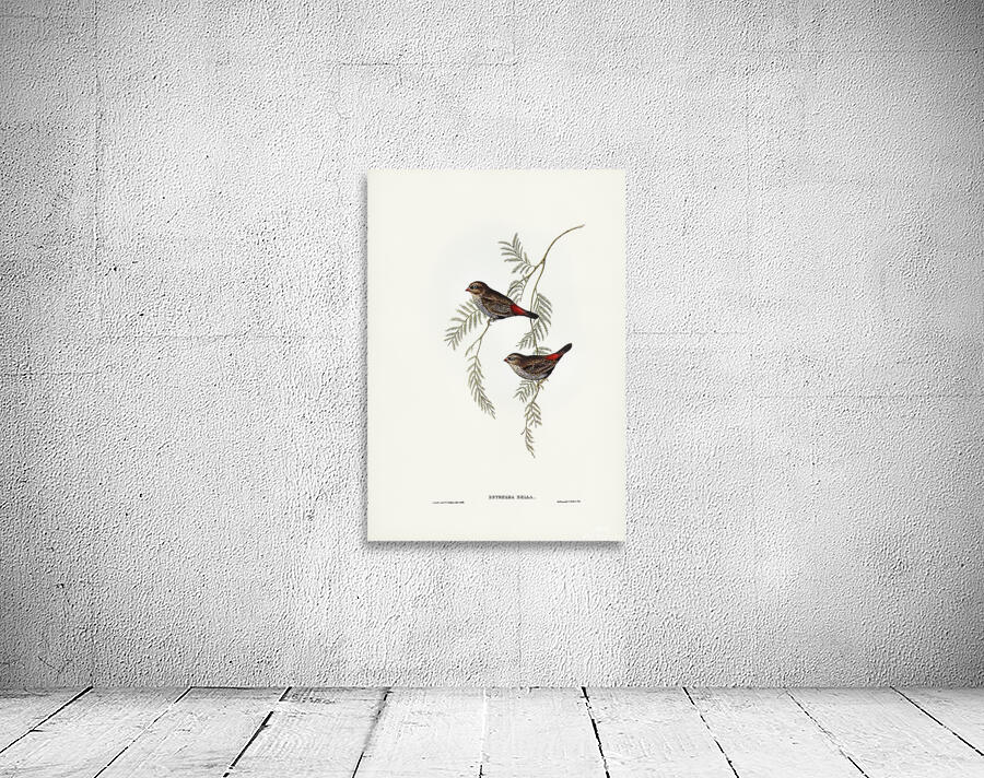 Beautiful Firetail Wall Preview