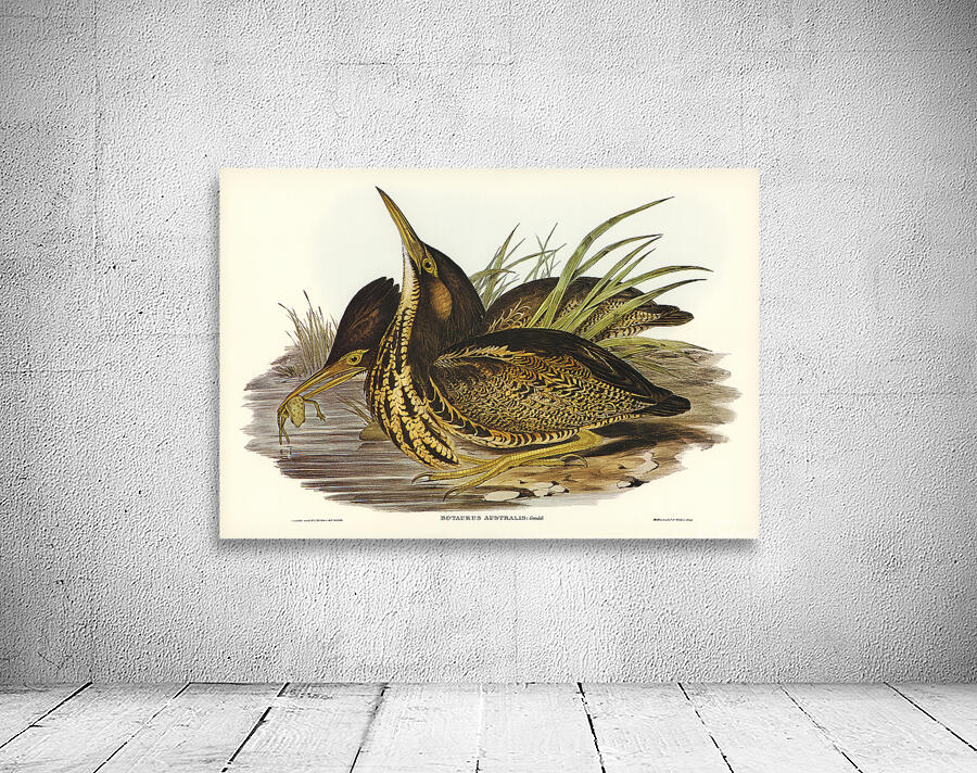 Australian brown bittern Wall Preview