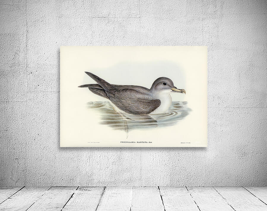 Black Capped Petrel Wall Preview