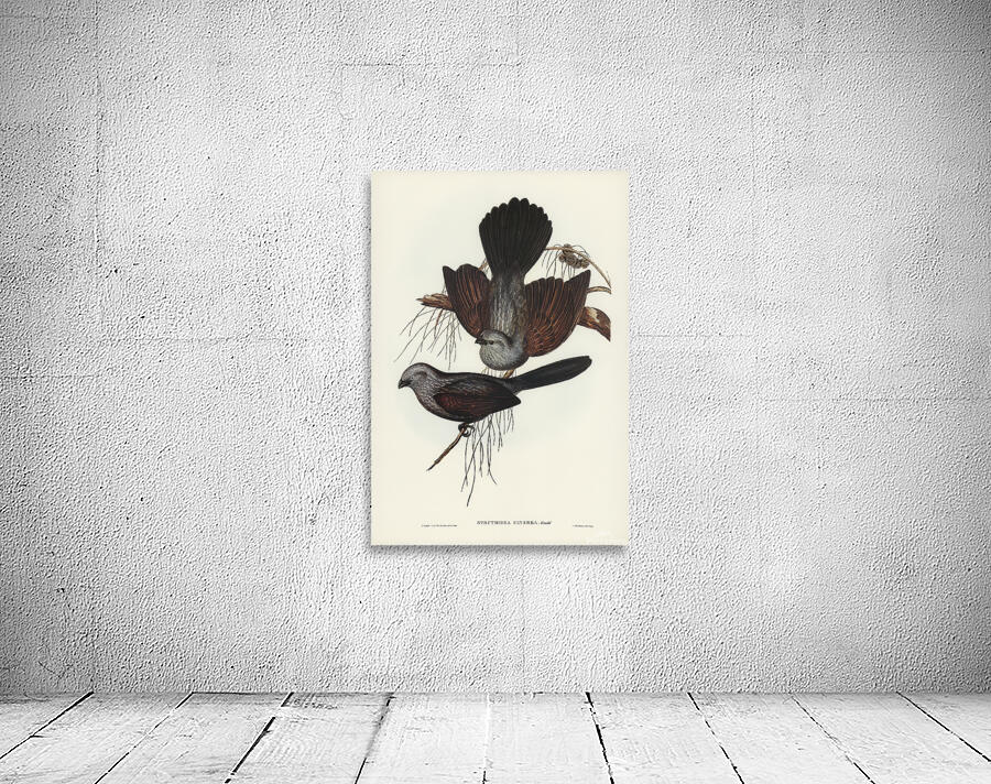 Apostlebird Wall Preview