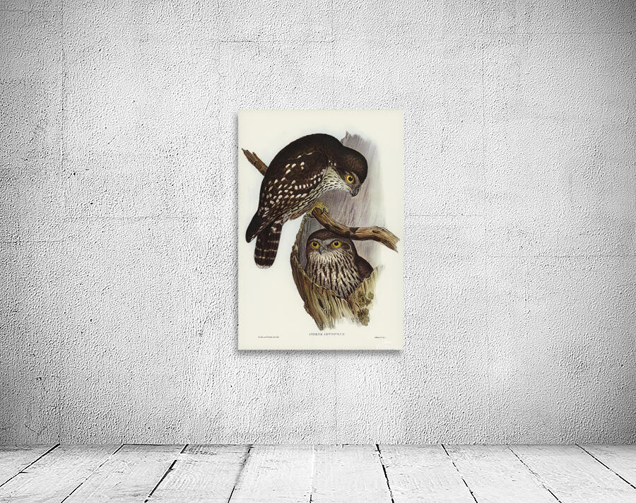 Barking owl Wall Preview
