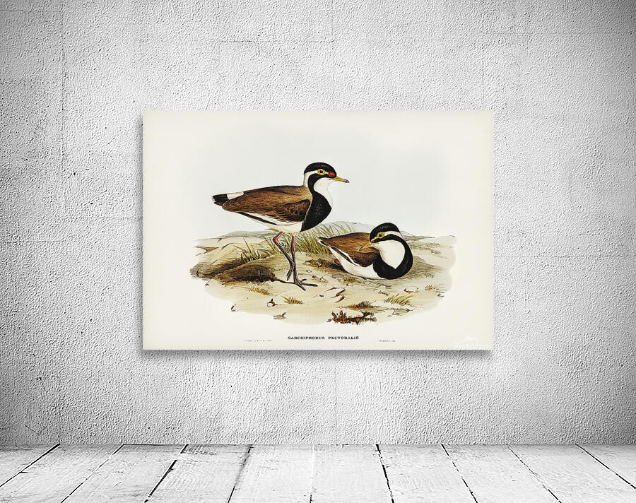 Banded Lapwing Wall Preview