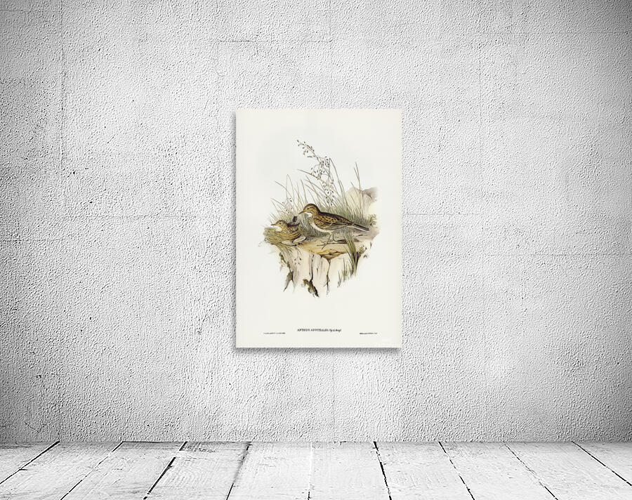 Australasian Pipit Wall Preview