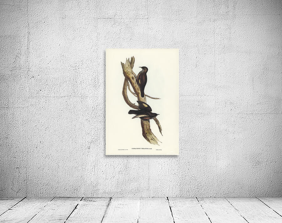 Black Tailed Treecreeper Wall Preview