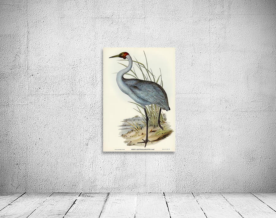 Brolga Wall Preview