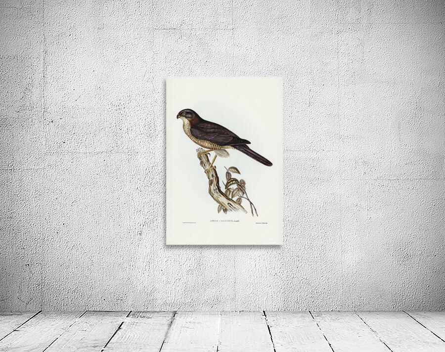 Brown Goshawk Wall Preview