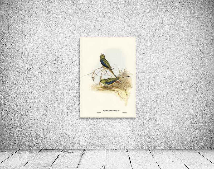 Blue Winged Parrot Wall Preview