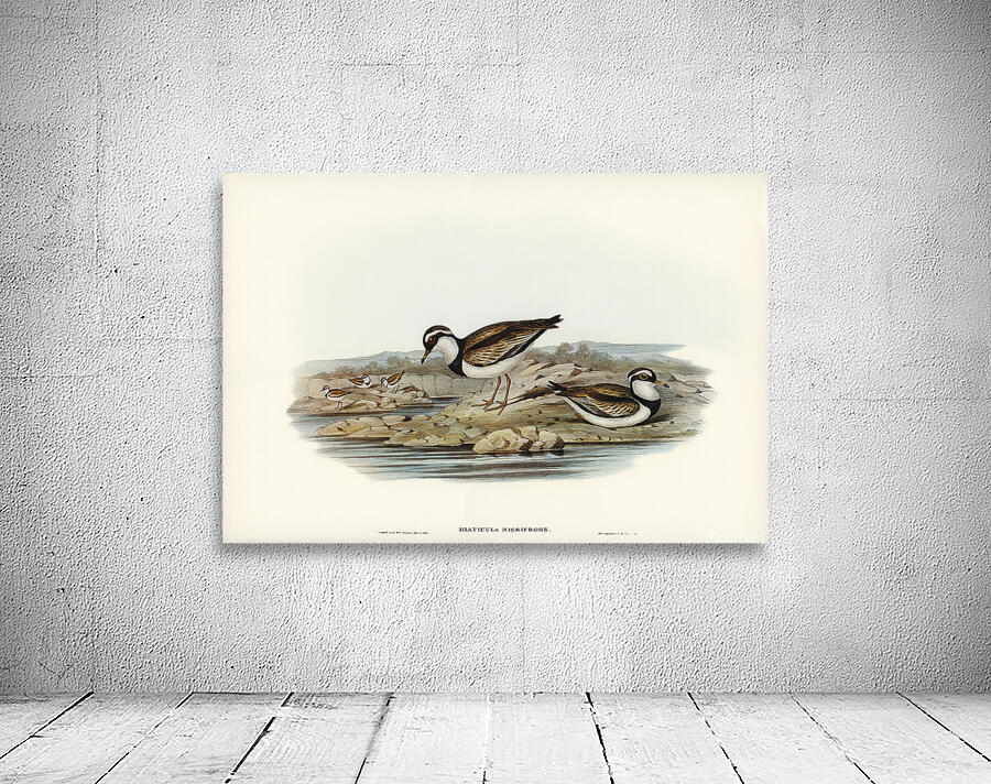 Black Fronted Dotterel Wall Preview