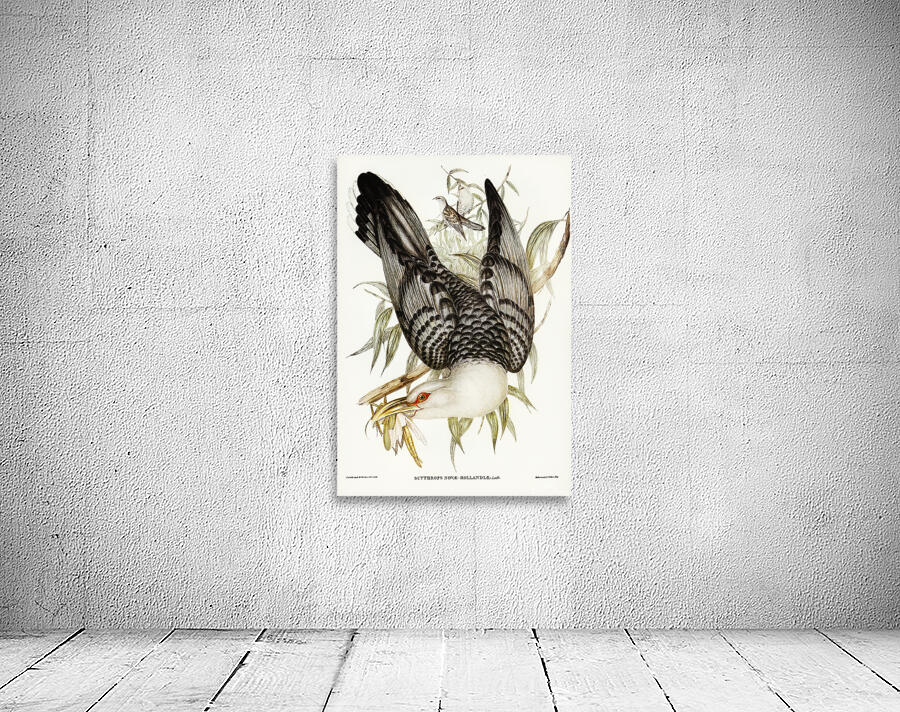 Channel Billed Cuckoo Wall Preview