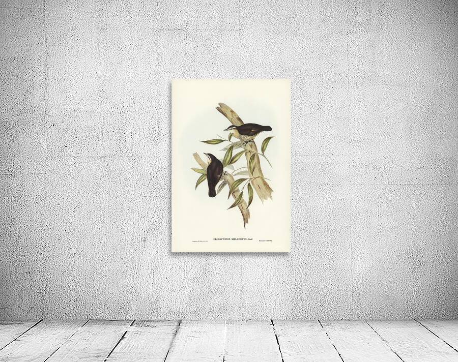 Brown Treecreeper Wall Preview