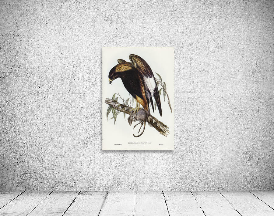 Black Breasted Buzzard Wall Preview
