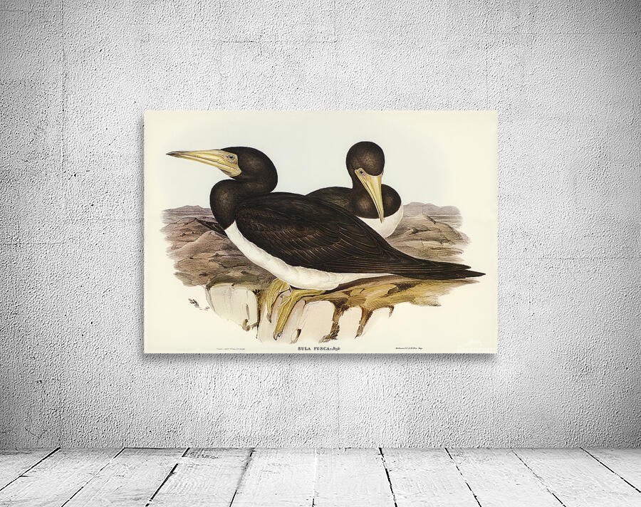 Brown Booby Wall Preview