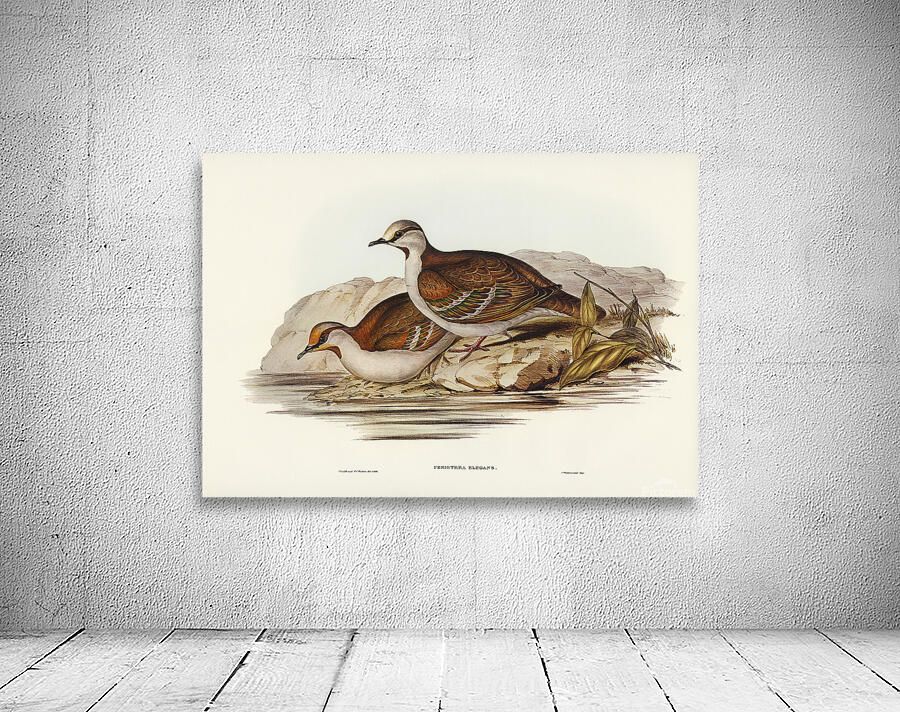 Brush Bronzewing Wall Preview