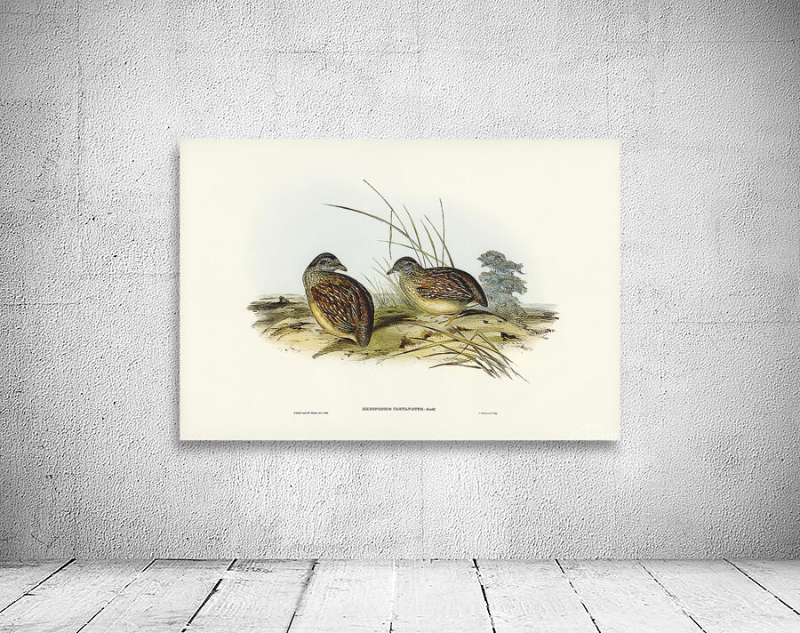Chestnut Backed Buttonquail Wall Preview