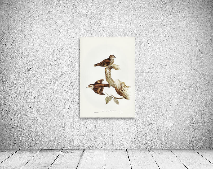 Brown Treecreeper 2 Wall Preview