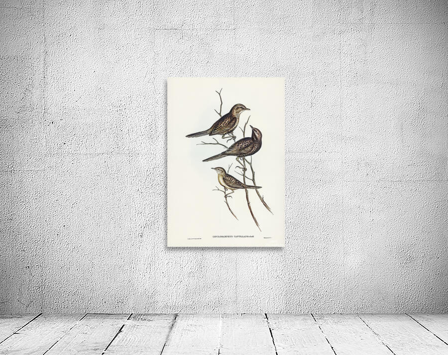 Brown Songlark Wall Preview