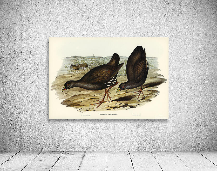Black Tailed Nativehen Wall Preview